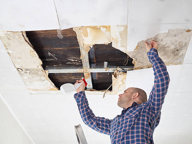 Holiday City South, NJ Mold Removal Company